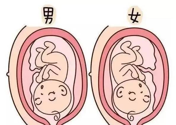 图片[2]-孕6一7周孕囊大小看男女图片 来判断准不准-有孕帮