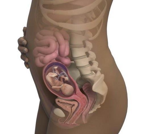 怀孕19周胎儿有多大?孕19周胎儿大小标准图片-有孕帮