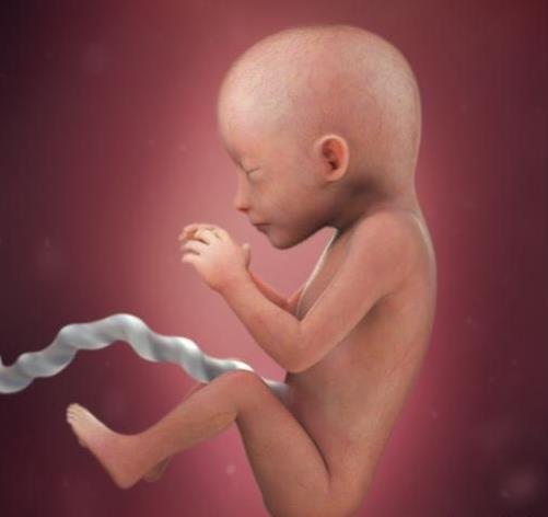 图片[2]-怀孕19周胎儿有多大?孕19周胎儿大小标准图片-有孕帮