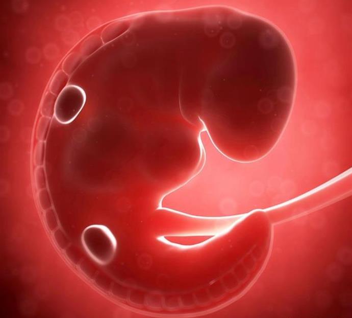 怀孕两个月胎儿有多大?孕8周胎儿图片分享-有孕帮