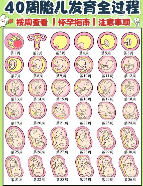 图片[1]-怀孕每周胎儿发育过程图 孕期胎儿变化情况-有孕帮