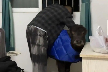 陈先生(在出租屋养牛、都市牧牛人)