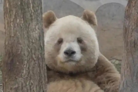 大熊猫​​七仔​​